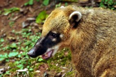 Argentina - Iguazu falls
