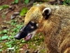 argentina-foz-iguazu-20100211-084-iguazu-falls-argentine-side-racoon