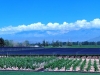 argentina-mendoza-20100127-017-norton-wine-yard