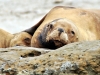 argentina-puerto-madryn-20100130-014-peninsula-valdez-sealions