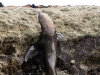 argentina-puerto-madryn-20100130-016-peninsula-valdez-sealions
