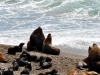 argentina-puerto-madryn-20100130-042-peninsula-valdez-sealions