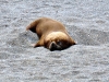 argentina-puerto-madryn-20100130-055-peninsula-valdez-sealions