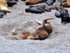 argentina-puerto-madryn-20100130-057-peninsula-valdez-sealions