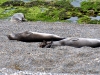 argentina-puerto-madryn-20100130-072-peninsula-valdez-sea-elephants