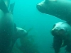 scuba-sealions02