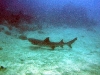 australia-20090429-003-cairns-liveaboard-shark.jpg
