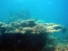 australia-20090501-114-cairns-liveaboard-uw.jpg