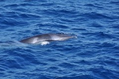 Australia - Great Barrier Reef II