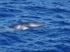 australia-20090521-120-cairns-liveaboard-clam-garden-minke-whale.jpg