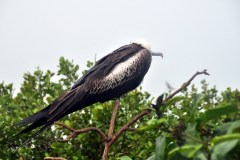 Belize - Caye Caulker