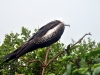 belize-20100105-029-caye-caulker-half-moon-caye-bird-sanctury