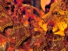 brazil-rio-de-janiero-20100215-114-samba-drome-carnival