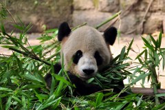 China - Yangtze River