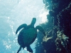 hawaii-20091202-007-big-island-diving