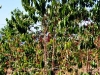 hawaii-20091204-007-big-island-kona-coffee-plantage