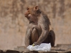 20090404-india-jaipur-099-monkey-temple.jpg