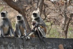 India - Ramthambhore (Tiger Safari)