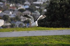 New Zealand - Auckland