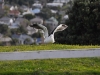 new-zealand-20090623-084-auckland.jpg